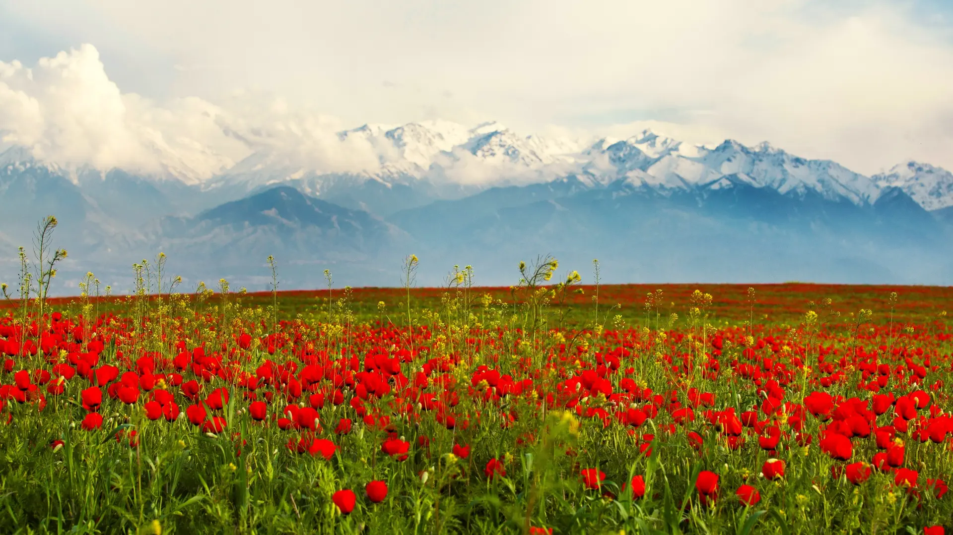Nature & Landscapes